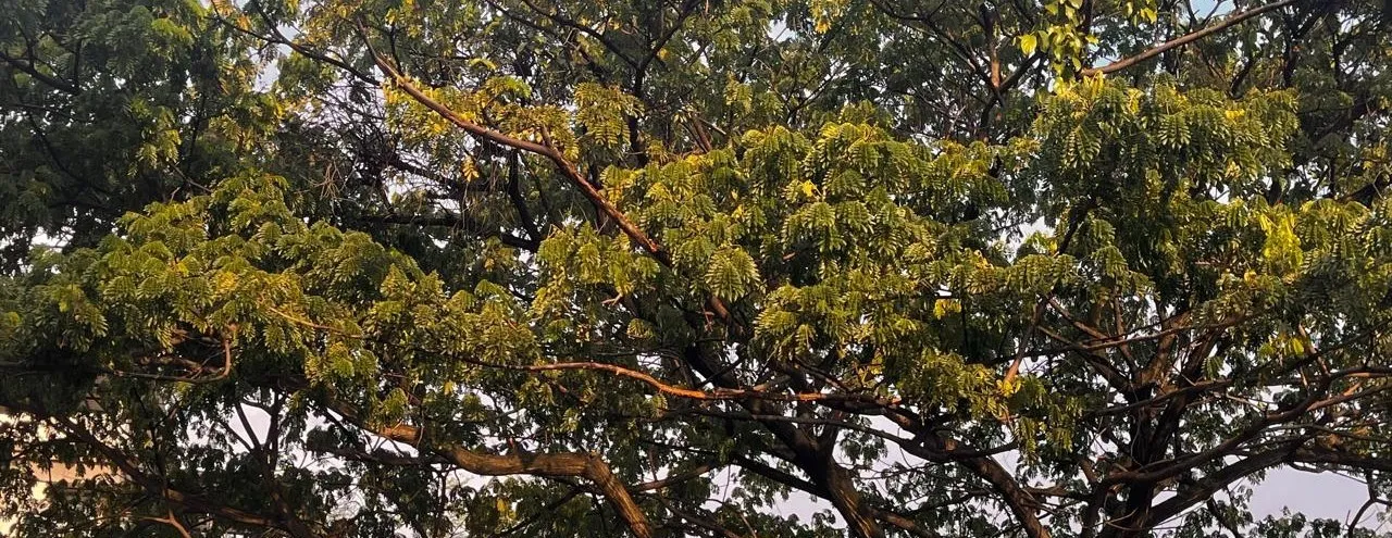 A large tree with a dense canopy of green and yellowish leaves, sprawling branches, and warm sunlight filtering through the foliage